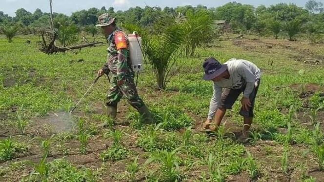 
 Memiliki Lahan Luas Warga Kecamatan Rundeng Manfaatkan Tanaman Muda