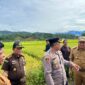 Penjabat Bupati (Pj) Aceh Barat Daya (Abdya), H. Darmansah, S.Pd, MM, meninjau dua lokasi yang akan dikunjungi Wakil Menteri Pertanian (Wamentan) Republik Indonesia Harvick Hasnul Qolbi, pada Senin, 21 November 2022 mendatang. Foto/Indra for Gumpalannews.com